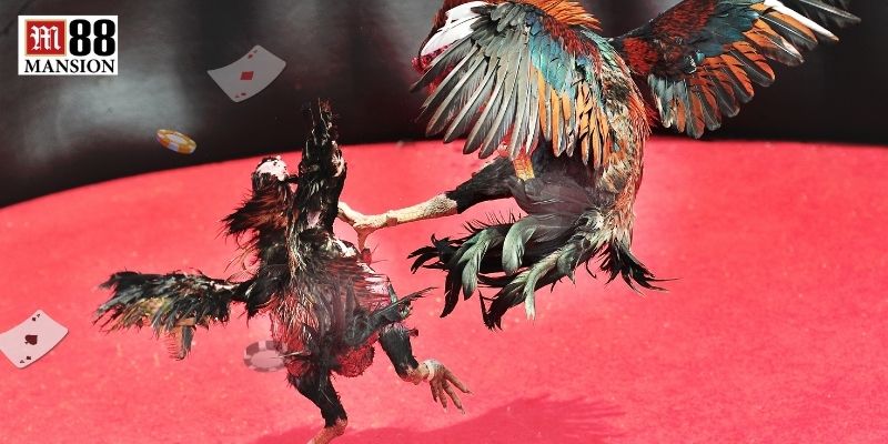 Đôi nét về sân chơi đá gà M88 danh tiếng